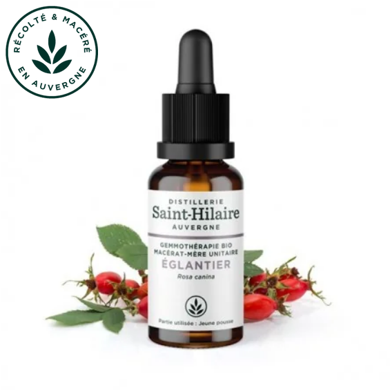 Macérat mère de jeunes pousses d'Eglantier 30 ml BIO - DE SAINT HILAIRE