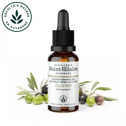 Macérat mère de jeunes pousses d'Olivier 30 ml BIO - DE SAINT HILAIRE