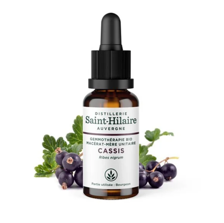 Macérat mère de bourgeon unitaire de Cassis 30 ml BIO - De Saint Hilaire