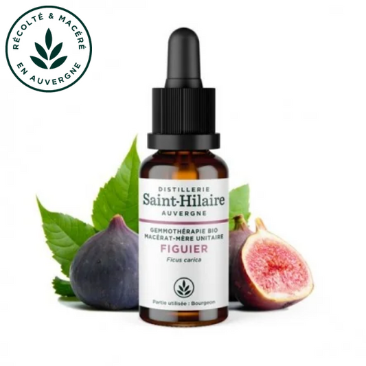Macérat mère de jeunes pousses de Figuier 30 ml BIO - DE SAINT HILAIRE