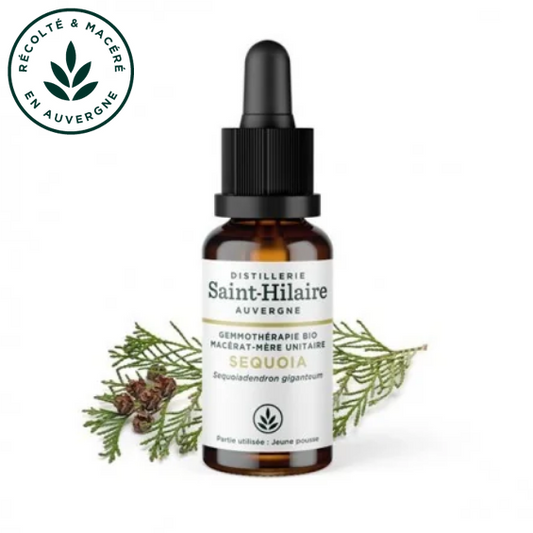 Macérat mère de jeunes pousses de Séquoia 30 ml BIO - DE SAINT HILAIRE