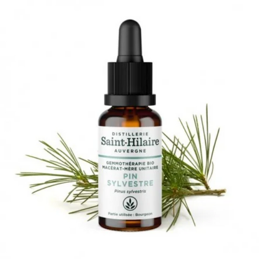 Macérat mère de jeunes pousses de Pin Sylvestre 30 ml BIO - DE SAINT HILAIRE